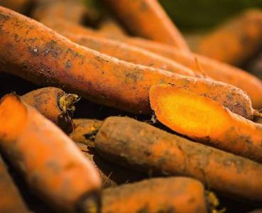 Opskrift med grøntsager fra Lammefjorden