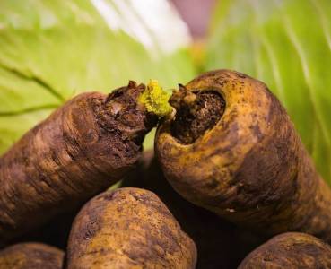 Opskrift med grøntsager fra Lammefjorden