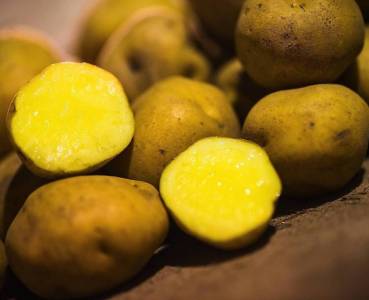 Opskrift med grøntsager fra Lammefjorden