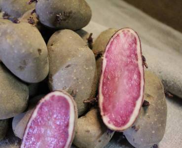 Opskrift med grøntsager fra Lammefjorden