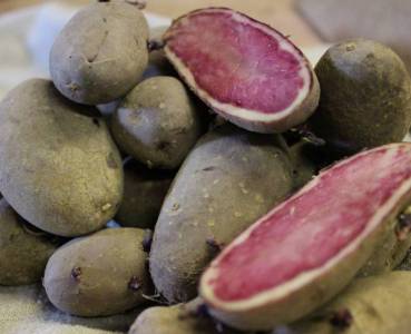 Opskrift med grøntsager fra Lammefjorden