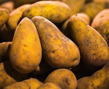 Opskrift med grøntsager fra Lammefjorden