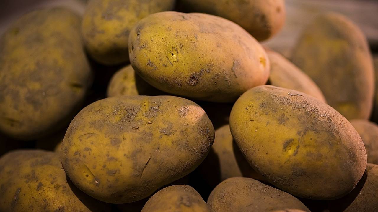 bintje kartofler bintje kartofler