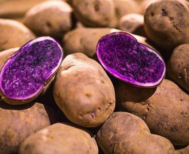 Opskrift med grøntsager fra Lammefjorden