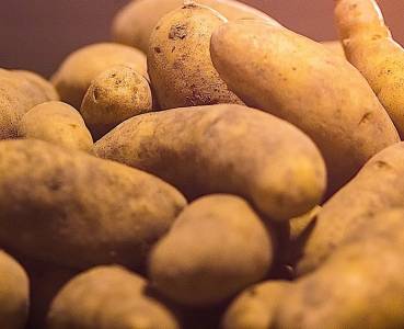 Opskrift med grøntsager fra Lammefjorden