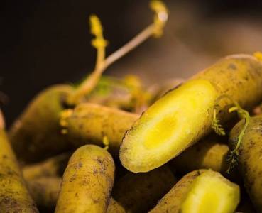 Opskrift med grøntsager fra Lammefjorden