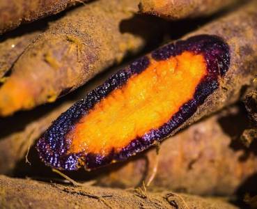 Opskrift med grøntsager fra Lammefjorden