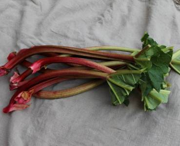 Opskrift med grøntsager fra Lammefjorden